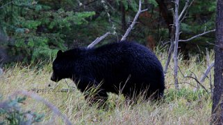 Ours noir - Parc National de Jasper Canada 2023
